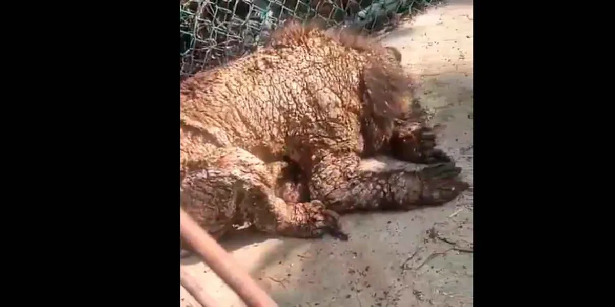 Osa negra en Zoológico La Pastora genera indignación en Nuevo León: Profepa definirá su futuro