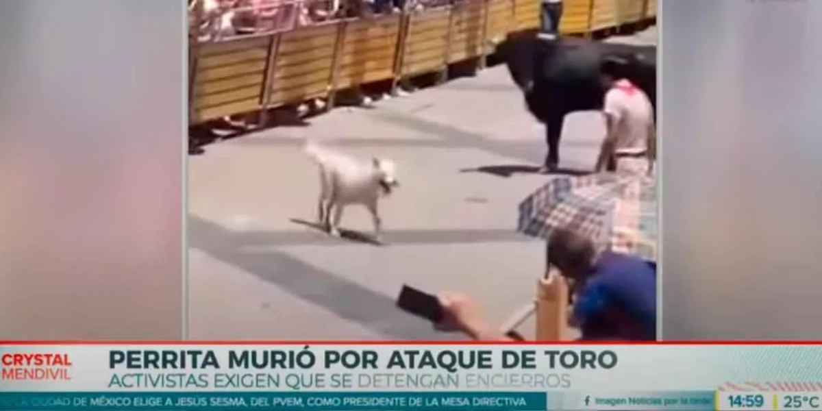 Toro mata a perrita a durante encierro San Marqueño. Se desata ola de protestas
