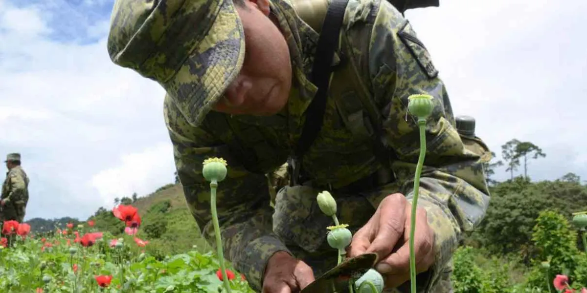 Reducción histórica en cultivos de amapola en Sinaloa por operativos militares y auge de drogas sintéticas