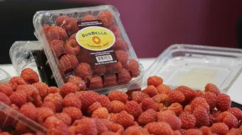 San Diego Buenavista te invita a su Feria de las Berries del 21 al 24 de agosto