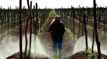 Exhortan a municipios de Puebla a proteger polinización y limitar plaguicidas
