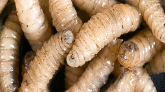 Estricta vigilancia zoosanitaria en Puebla por casos de gusano barrenador