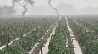 Fuertes lluvias dañan cultivos y ganadería en Puebla