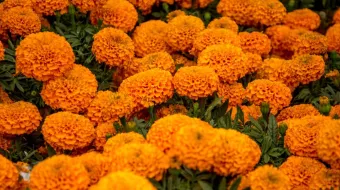 Por venta de flor de Cempasúchil Puebla captará 40 mdp