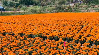 Con prevención salen adelante los productores de Flor de Cempasúchil
