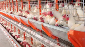 Puebla se consolida como potencia avícola: produce más de 561 millones de huevos al mes