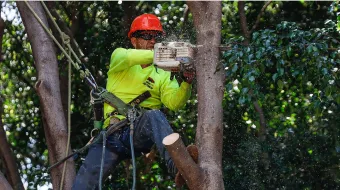 Ayuntamiento de Puebla retira 892 árboles en riesgo por lluvias y refuerza acciones de prevención