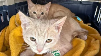 Consultas, vacunas y esterilizaciones: estos servicios ofrece Puebla en sus jornadas para mascotas
