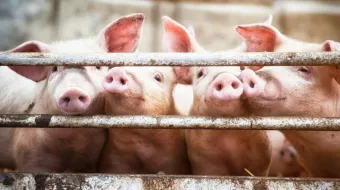 México decide suspender importación de carne de cerdo de España por peste porcina africana