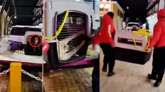 Los perros levantados no están desaparecidos, están felices y atendidos: Juan Rivera