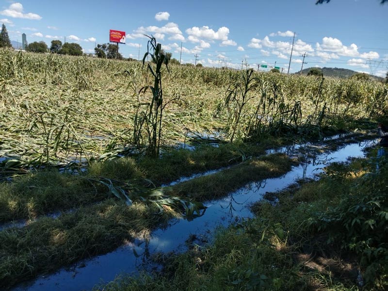 AGUAS NEGRAS contaminan cultivos en Huejotzingo; productores piden ayuda