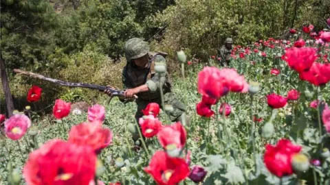 Amapola