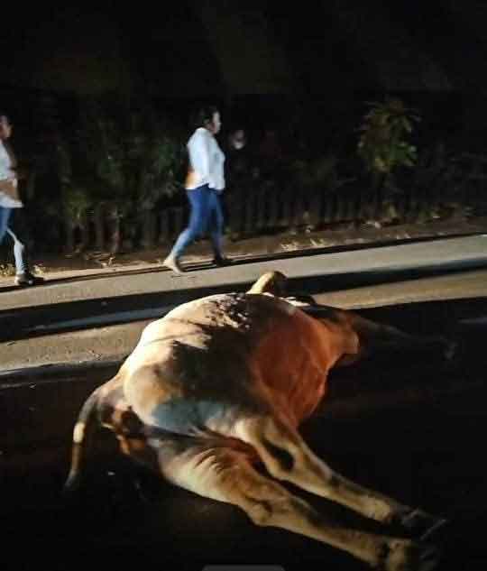 Accidente en la carretera Pachuca-Tuxpan deja motociclista fracturado tras impactar una vaca
