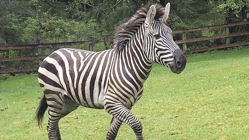 Autoridades hallan armas y fauna exótica en inmueble relacionado con La Barredora