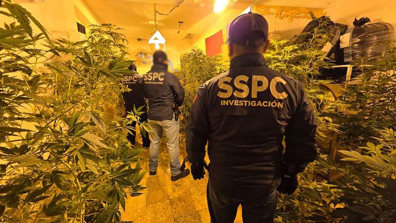CDMX: cae líder de La Familia Michoacana con red internacional de mariguana "de diseño"