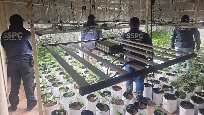 CDMX: cae líder de La Familia Michoacana con red internacional de mariguana "de diseño"