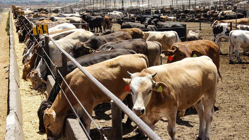 Estricta vigilancia zoosanitaria en Puebla por casos de gusano barrenador