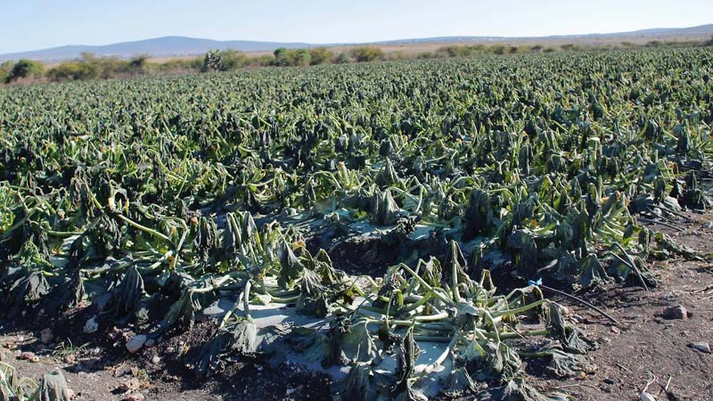 Fuertes lluvias dañan cultivos y ganadería en Puebla