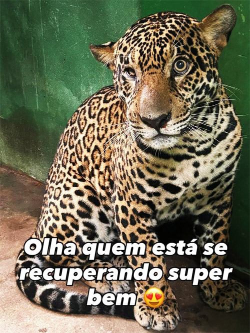Jaguar
