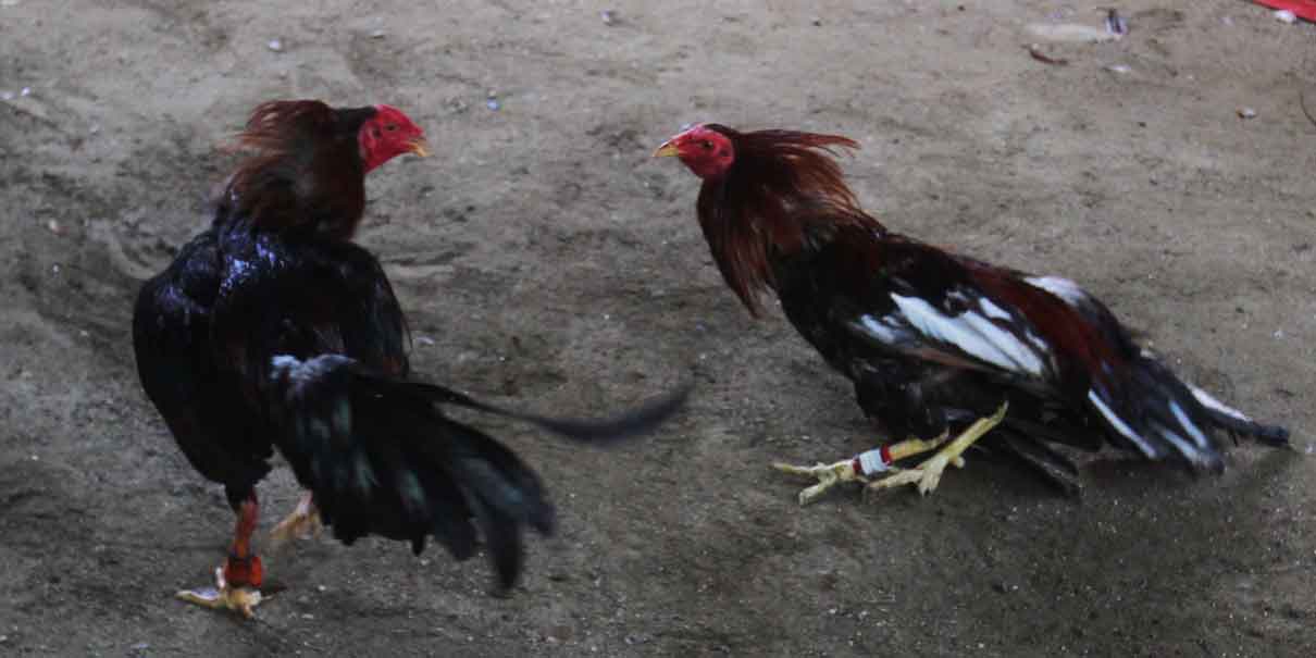 Jaime Natale denuncia ataques por impulsar ley contra corridas de toros en Puebla