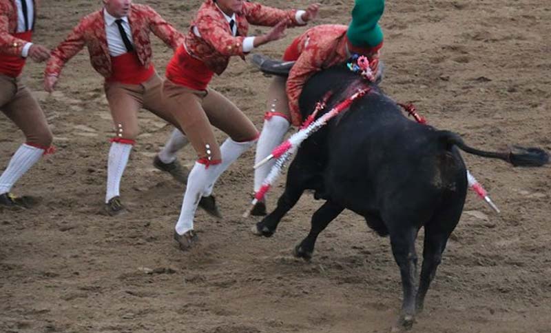 Joven torero pierde muere tras ser embestido por un toro de media tonelada
