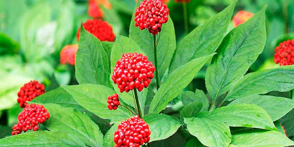 Panax ginseng