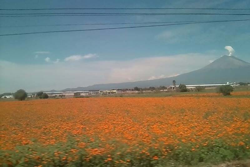 Por venta de flor de Cempasúchil Puebla captará 40 mdp