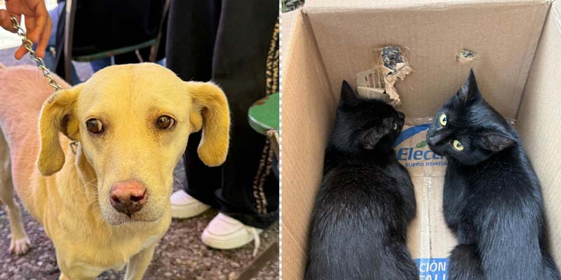 Puebla promueve cuidado responsable de mascotas con Jornadas de Protección Animal