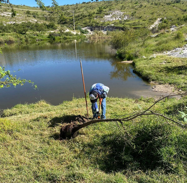 Reforestación