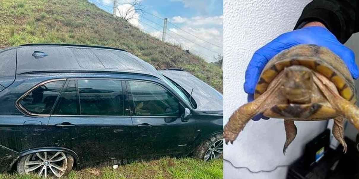 Camioneta cargada con especies marinas en peligro de extinción se volcó en la Amozoc-Perote