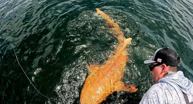 Tiburón