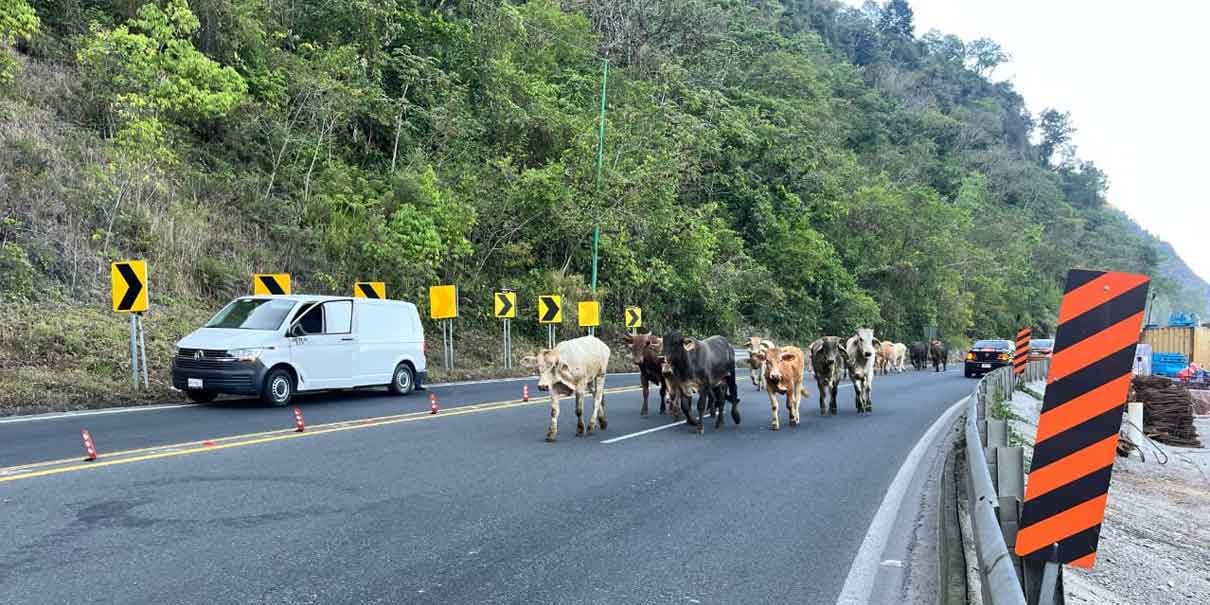Volcadura de tráiler en Tlacuilotepec causa caos vial y fuga de ganado