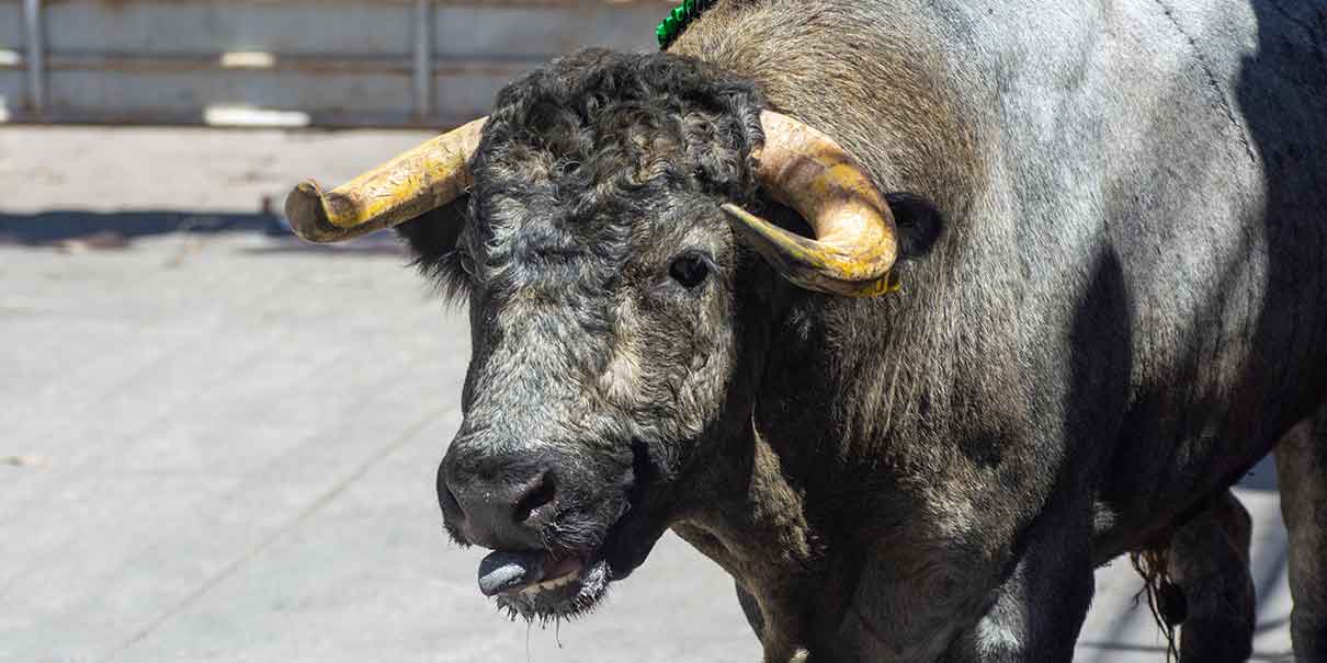 maltrato animal