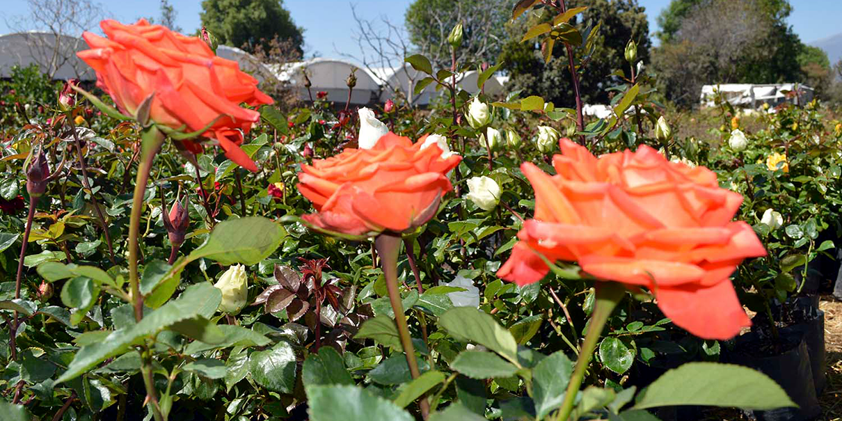 Flores