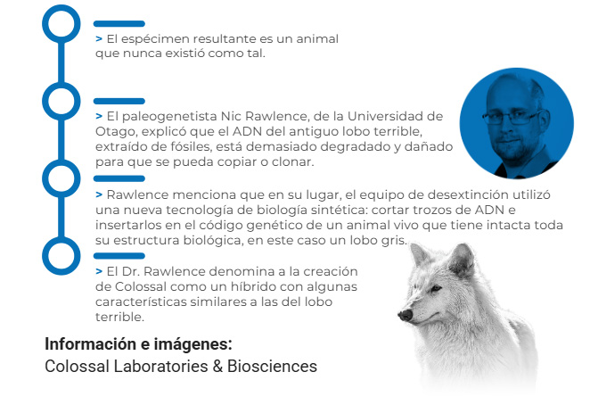 lobo
