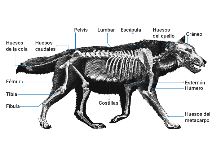 Lobo