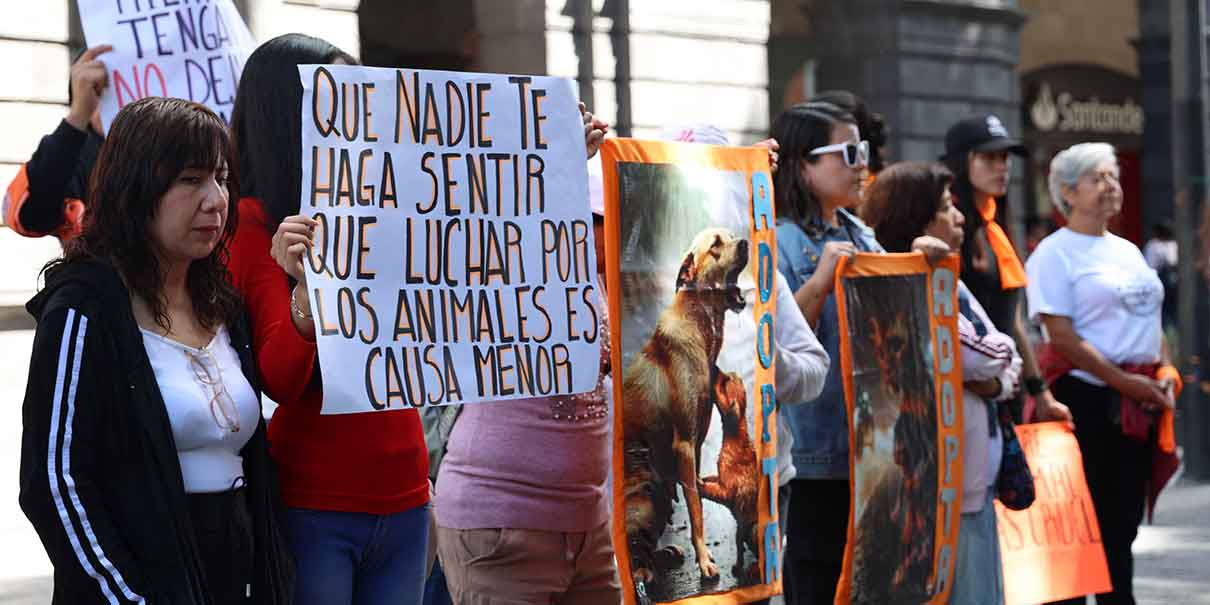 Maltrato animal