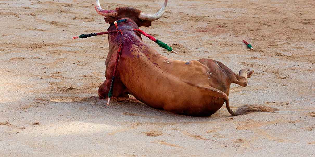 Toro