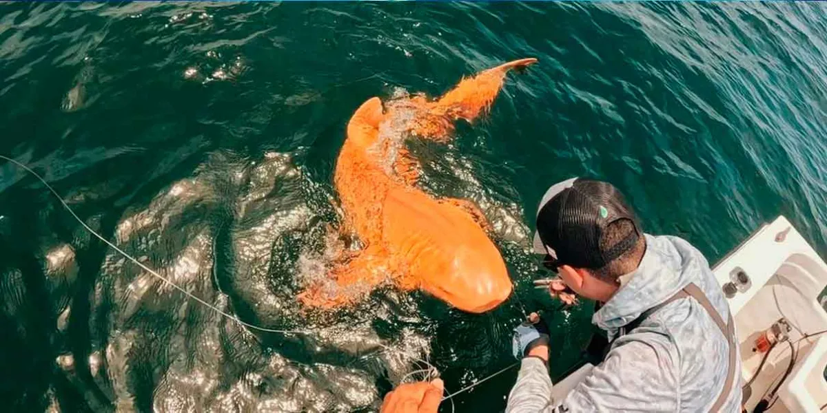 Descubren en Costa Rica un raro tiburón nodriza naranja con condición genética única