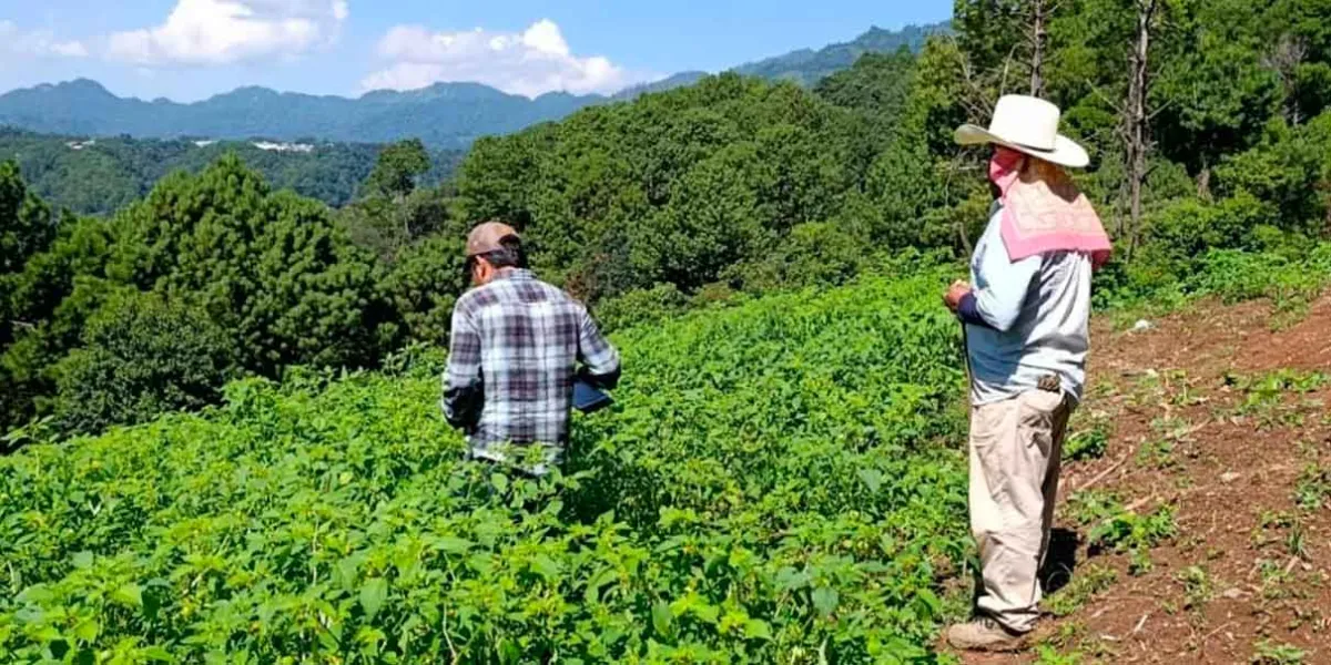  Apoyo a productores de tomate contra plaga en Huauchinango