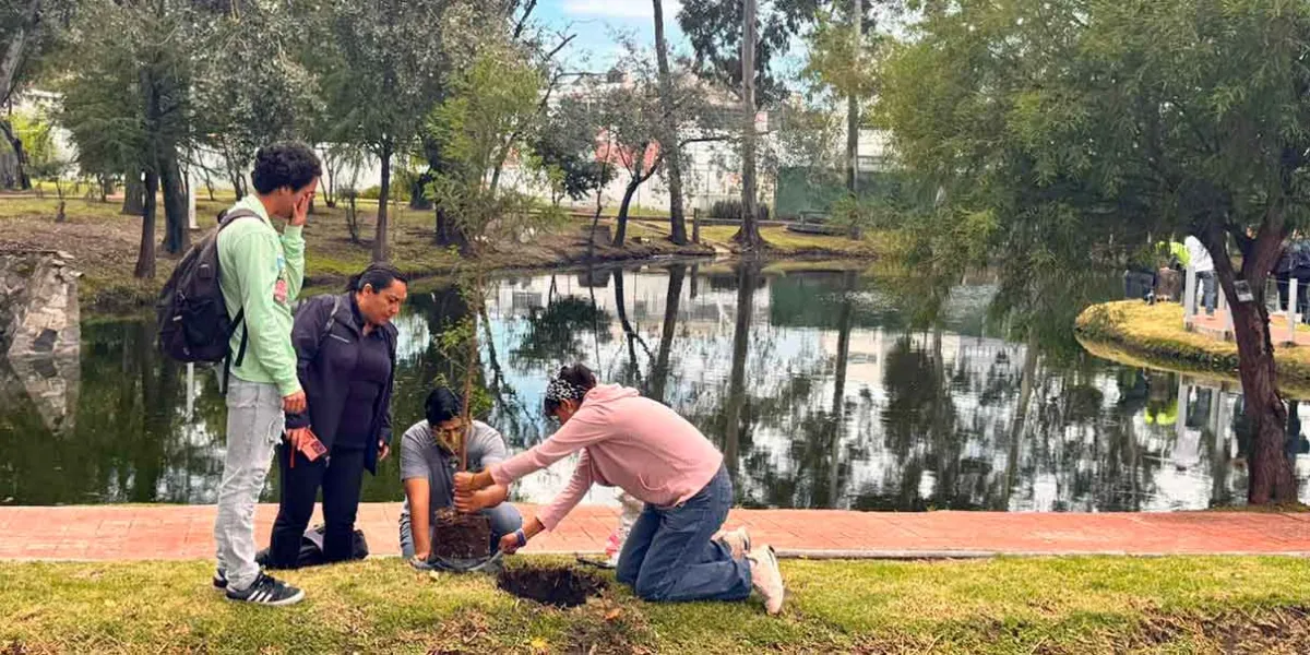 Raíces que nos unen: BUAP siembra ahuehuetes en Ciudad Universitaria
