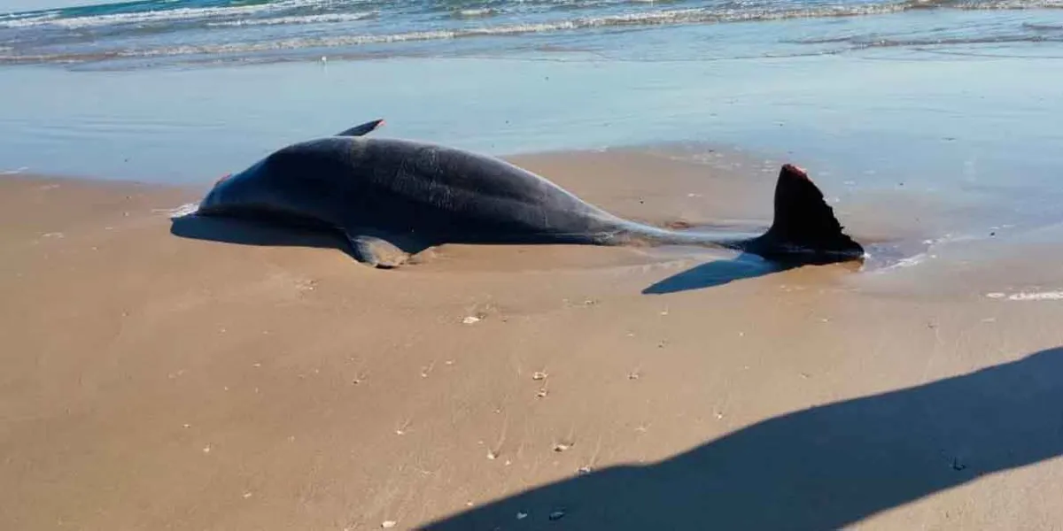 Alertan por basura espacial y fauna muerta en Tamaulipas tras prueba del Starship 11 de Elon Musk