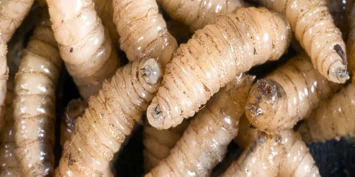 Estricta vigilancia zoosanitaria en Puebla por casos de gusano barrenador