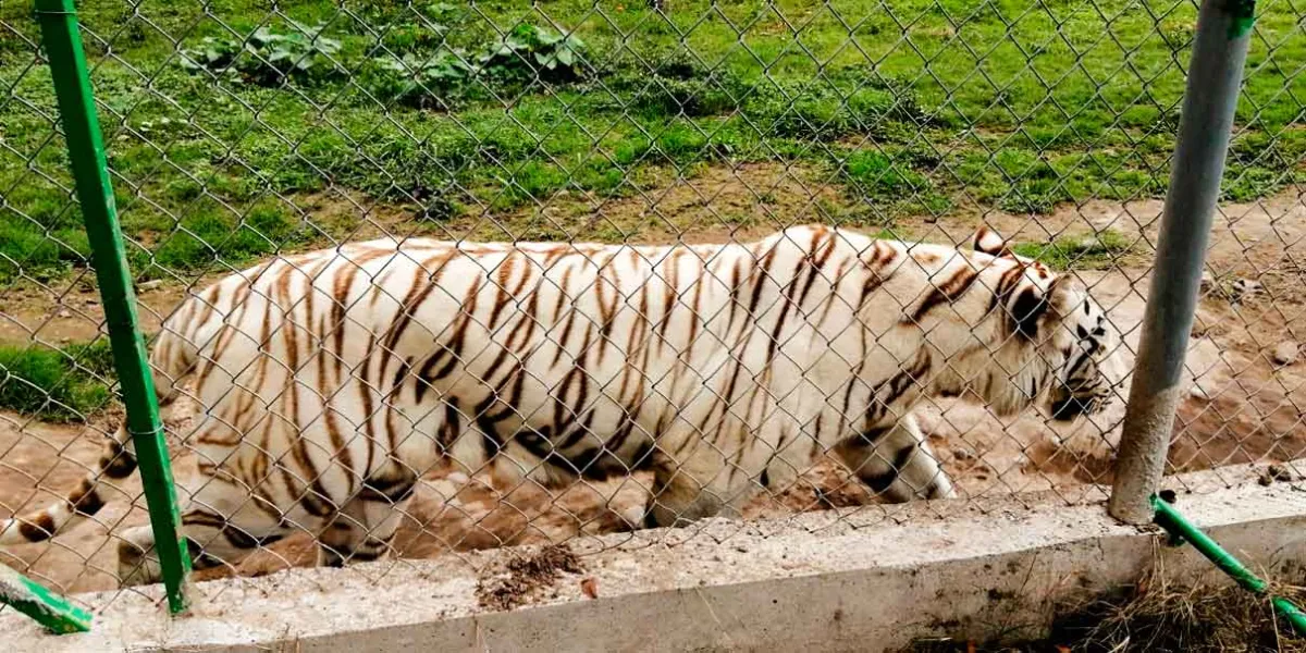 Encuentran sin vida a tigre de Bengala tras escapar por lluvias del Parque Animalia en Xicotepec 