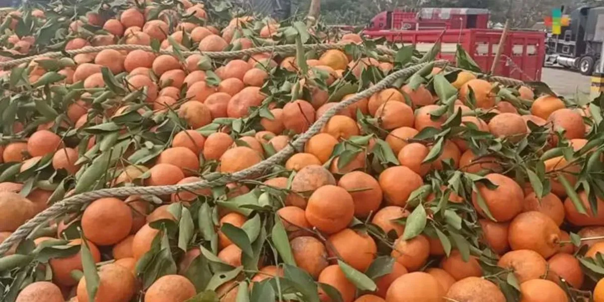 Lluvias devastan cultivos de naranja; 68% de la producción nacional en riesgo