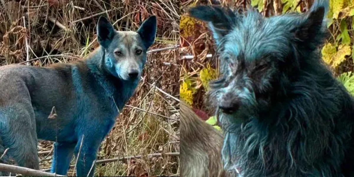 Perros azules en Chernóbil sorprenden a científicos: investigan causas de su peculiar color