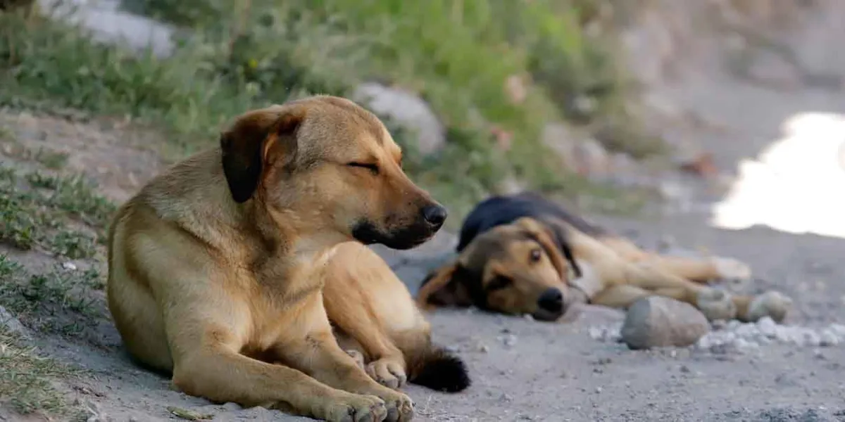 Kenia López Rabadán propone eliminar IVA y hacer deducibles los gastos veterinarios de mascotas en México