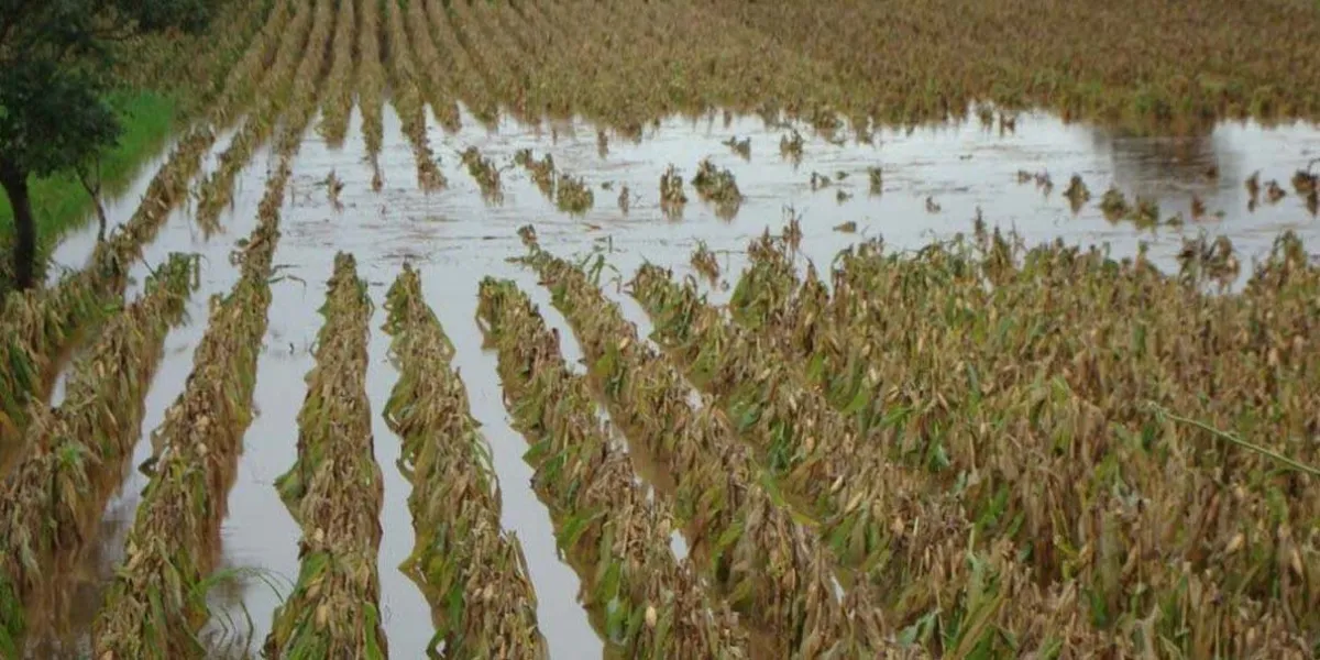 Reportaron en Puebla mil 141 hectáreas de cultivos afectados por las lluvias