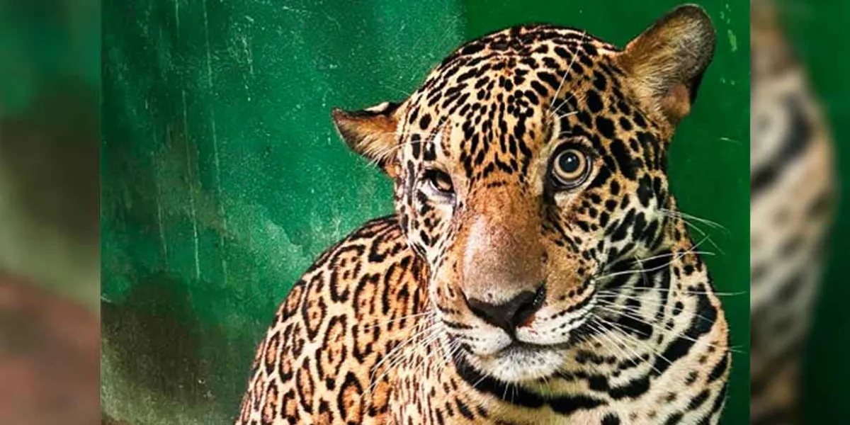 Rescatan a jaguar herido con más de 30 balazos tras nadar ocho horas en el río Negro, Brasil