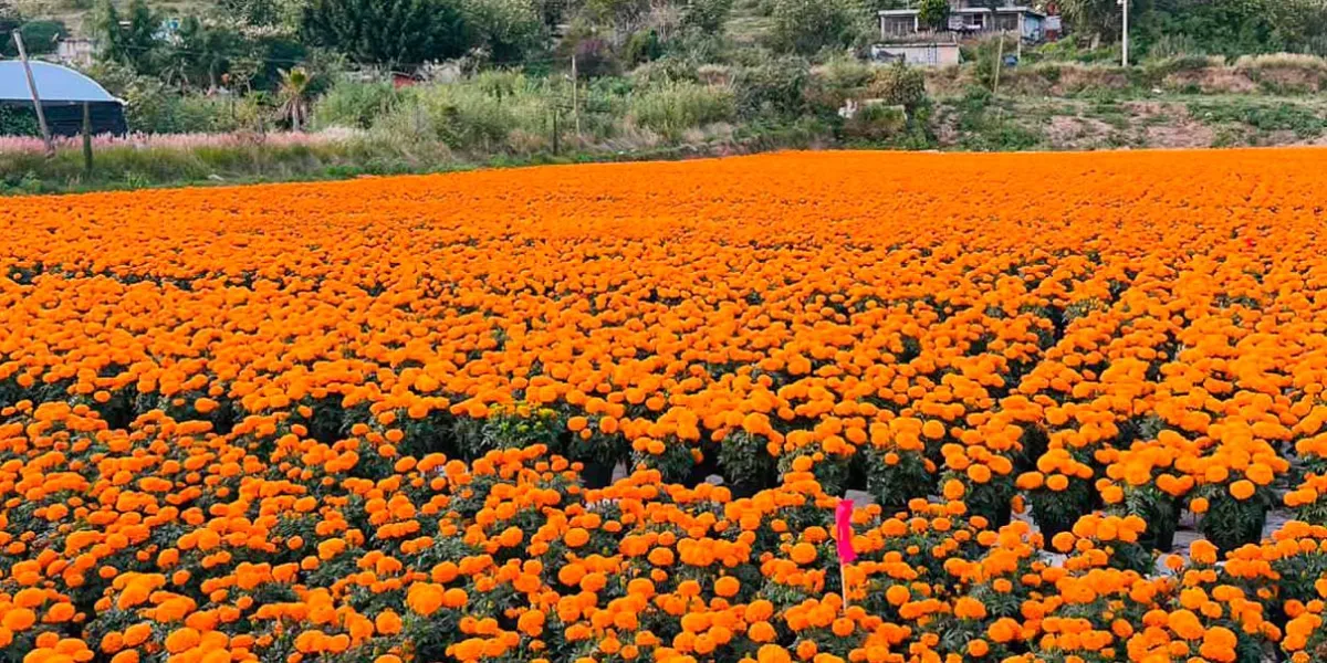 Con prevención salen adelante los productores de Flor de Cempasúchil